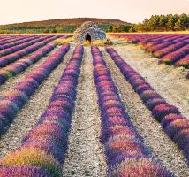 Nástěnný kalendář - Provence 2027 (vázanka, kalendář s levandulí (11)