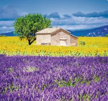 Nástěnný kalendář - Provence 2027 (vázanka, kalendář s levandulí (7)