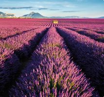 Nástěnný kalendář - Provence 2027 (vázanka, kalendář s levandulí (6)