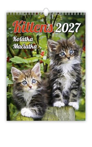 Nástěnný kalendář - Koťátka 2027 (kalendář s kočkami na zeď)