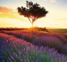 Nástěnný kalendář - Provence 2027 (vázanka, kalendář s levandulí (10)