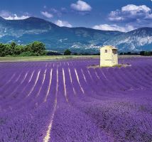 Nástěnný kalendář - Provence 2027 (vázanka, kalendář s levandulí (4)